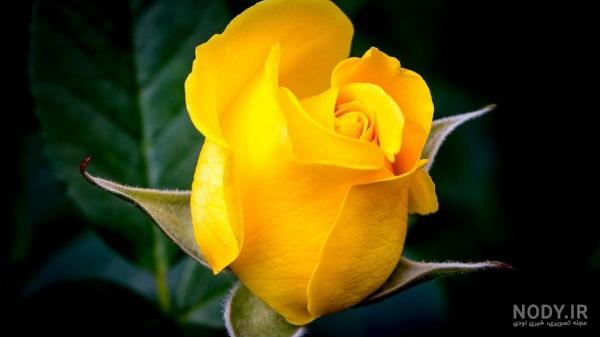 عکس گل زرد رز