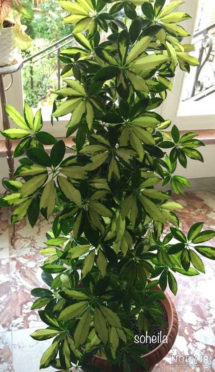 عکس گل شفلرا سبز