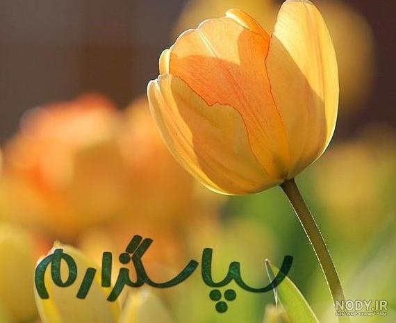 مجموعه عکس نوشته گل برای تشکر (جدید) مجموعه عکس نوشته گل برای تشکر (جدید)