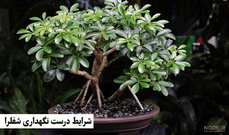 نحوه نگهداری گل شفلرا در منزل + پاسخ‌ به سوالات پرتکرار