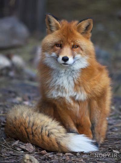 پرتره روباه قرمز vulpes vulpes در زمینه سبز 1225275