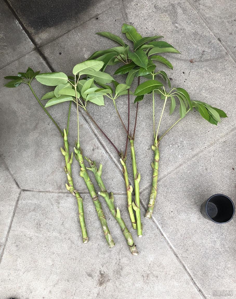 کاملترین نکات برای نگهداری شفلرا (Schefflera) و رشد انفجاری + ...