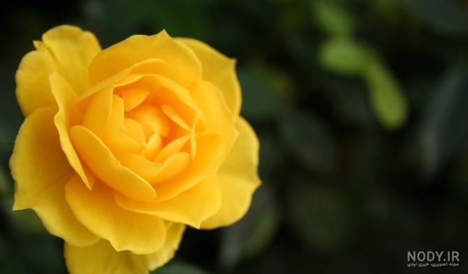 گالری عکس گل رز زرد