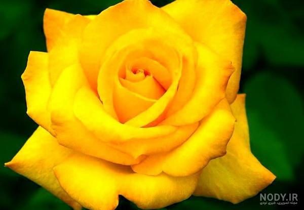 گالری عکس گل رز زرد برای خاص پسندان - ستاره