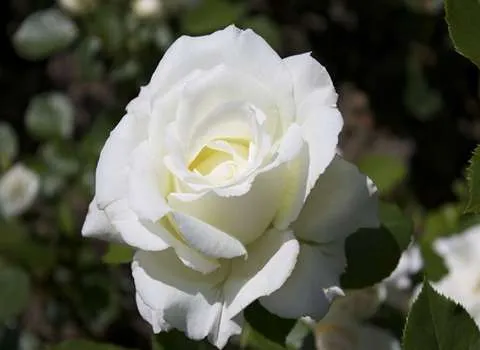 گالری عکس گل رز زرد برای خاص پسندان - ستاره