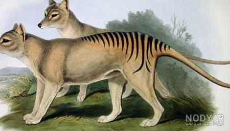 گرگ تاسمانی عکس رنگی