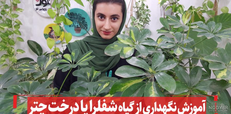گیاه شفلرا ؛ پنج برگ طلایی :: گل زیبا