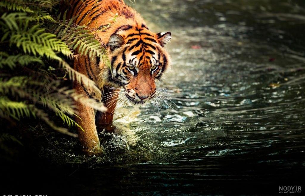 دانلود برنامه Tiger Wallpaper HD & 4K برای اندروید | مایکت