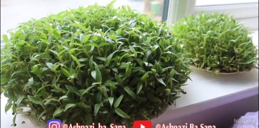 طرز تهیه سبزه کنجد سیاه برای عید