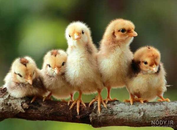 عکس جوجه های ناز و دوست داشتنی (۳۰ عکس) عکس جوجه های ناز و دوست داشتنی (۳۰ عکس)