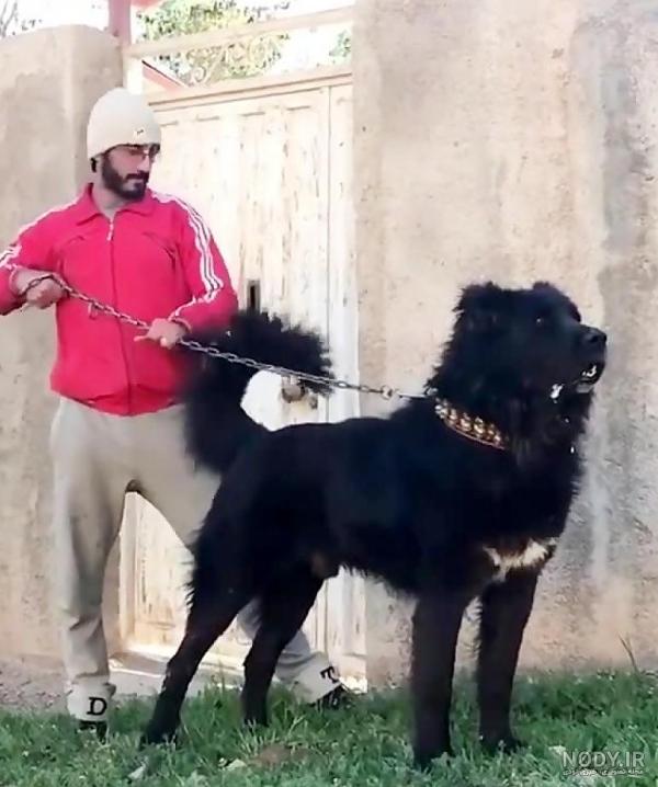 عکس سگ سرابی سیاه و سفید