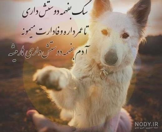 عکس سگ 1402 | عکس سگ وحشی | عکس سگ سرابی | عکس سگ پشمالو | عکس سگ ...