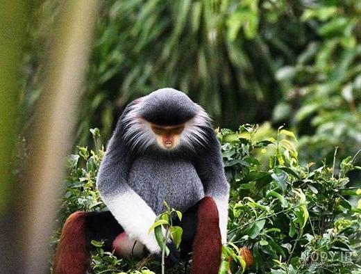 عکس میمون تو جنگل عکس میمون تو جنگل