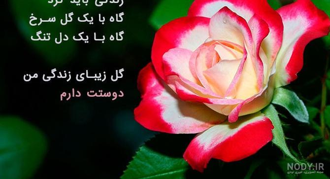 عکس گلهای زیبا برای پروفایل 2023; بدون متن و بسیار زیبا - گلین بانو