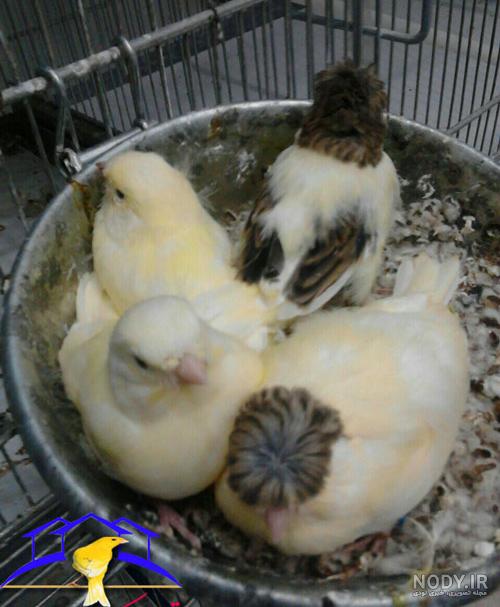 لحظه هایی با جوجه های رنگی لحظه هایی با جوجه های رنگی
