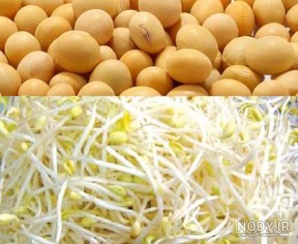 نحوه کاشت سبزه سویا با دانه های سویا