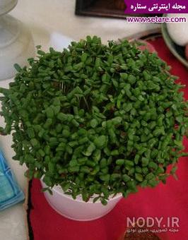 چطوری غلات را سبز کنیم