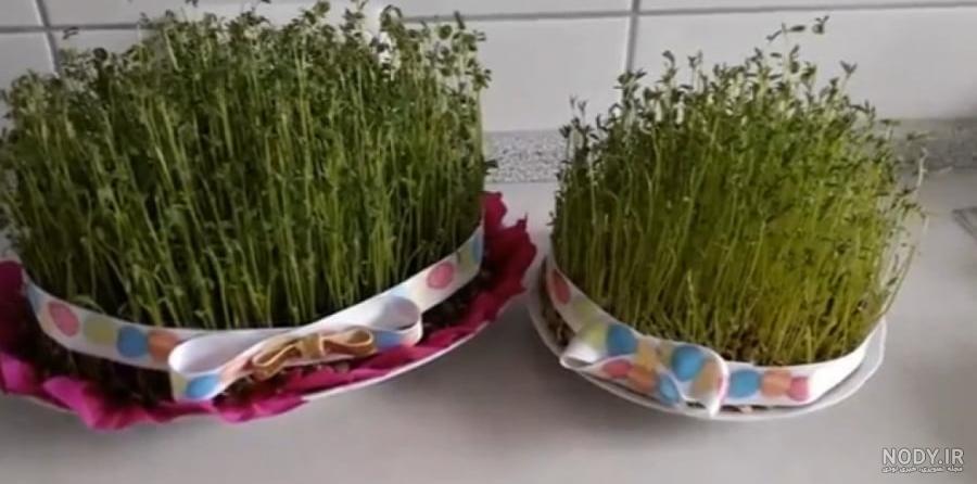 چطوری غلات را سبز کنیم