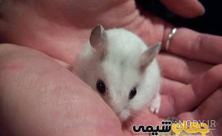 6 نوع از محبوب ترین نژادهای همستر 6 نوع از محبوب ترین نژادهای همستر