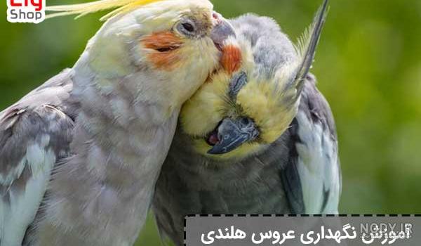 آشنایی بیشتر با عروس هلندی یا کوکاتیل آشنایی بیشتر با عروس هلندی یا کوکاتیل