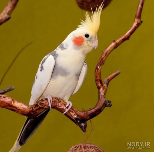انواع عروس هلندی سخنگو به همراه بررسی قیمت و شرایط نگهداری - Happypet انواع عروس هلندی سخنگو به همراه بررسی قیمت و شرایط نگهداری - Happypet