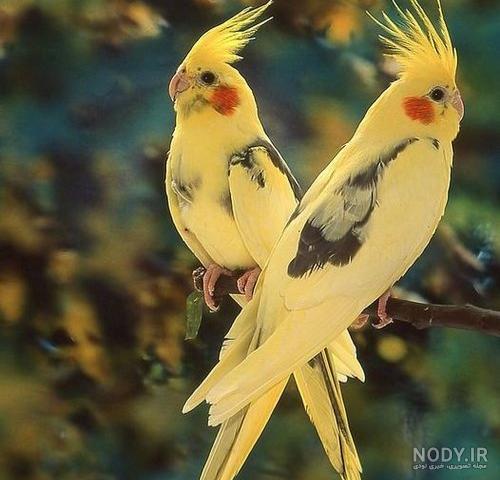 انواع عروس هلندی سخنگو به همراه بررسی قیمت و شرایط نگهداری - Happypet انواع عروس هلندی سخنگو به همراه بررسی قیمت و شرایط نگهداری - Happypet