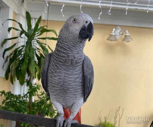 انواع عروس هلندی سخنگو به همراه بررسی قیمت و شرایط نگهداری - Happypet انواع عروس هلندی سخنگو به همراه بررسی قیمت و شرایط نگهداری - Happypet