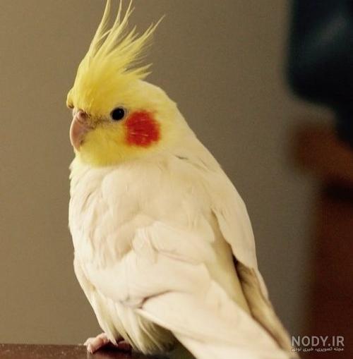 انواع عروس هلندی سخنگو به همراه بررسی قیمت و شرایط نگهداری - Happypet انواع عروس هلندی سخنگو به همراه بررسی قیمت و شرایط نگهداری - Happypet