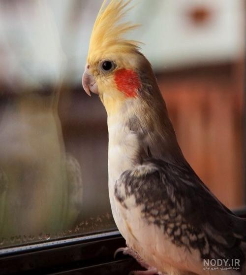 انواع عروس هلندی سخنگو به همراه بررسی قیمت و شرایط نگهداری - Happypet انواع عروس هلندی سخنگو به همراه بررسی قیمت و شرایط نگهداری - Happypet