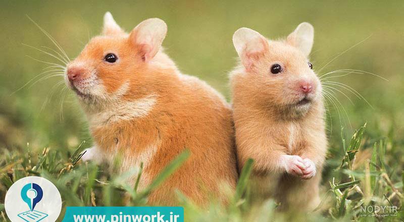 بررسی نژاد های مختلف همسترها و انتخاب بهترین نژاد همستر | پین ورک بررسی نژاد های مختلف همسترها و انتخاب بهترین نژاد همستر | پین ورک