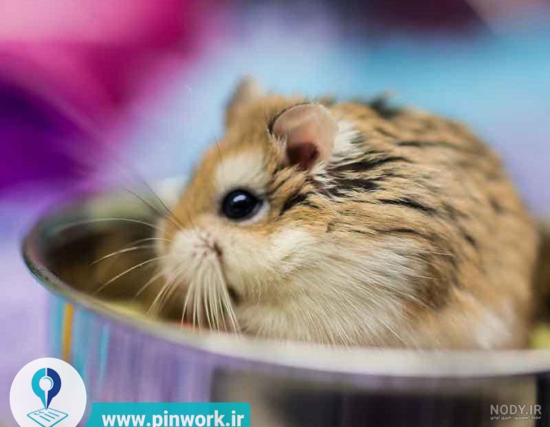 بررسی نژاد های مختلف همسترها و انتخاب بهترین نژاد همستر | پین ورک بررسی نژاد های مختلف همسترها و انتخاب بهترین نژاد همستر | پین ورک