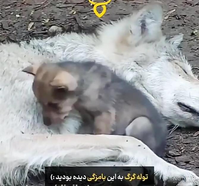 عکس های بچه گرگ ها عکس های بچه گرگ ها