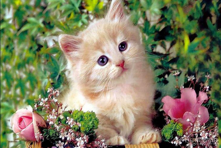 عکس های جالب حیوانات - متمم