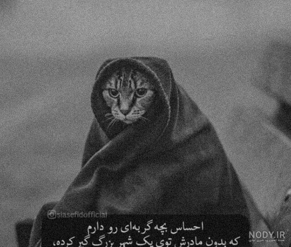 عکس های غمگین گربه