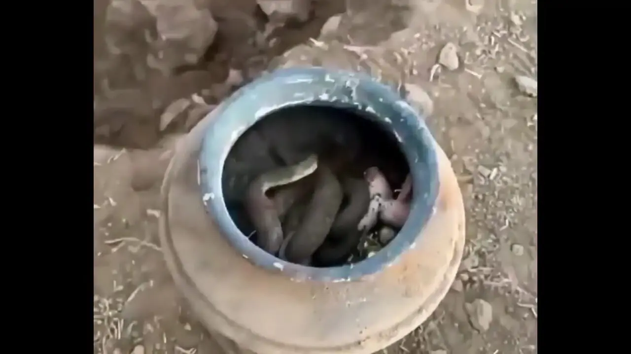عکس مار طلای