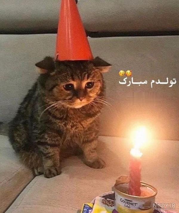 عکس نوشته گربه غمگین - عکس نودی