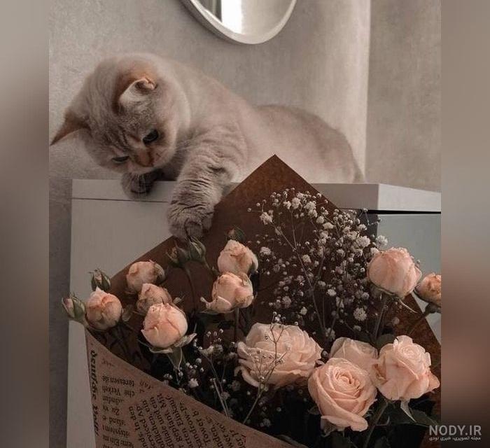 عکس نوشته ی غمگین گربه