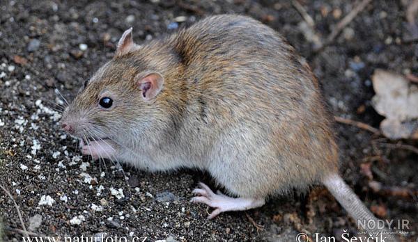 عکس همستر قهوه ای mouse hamester عکس همستر قهوه ای mouse hamester