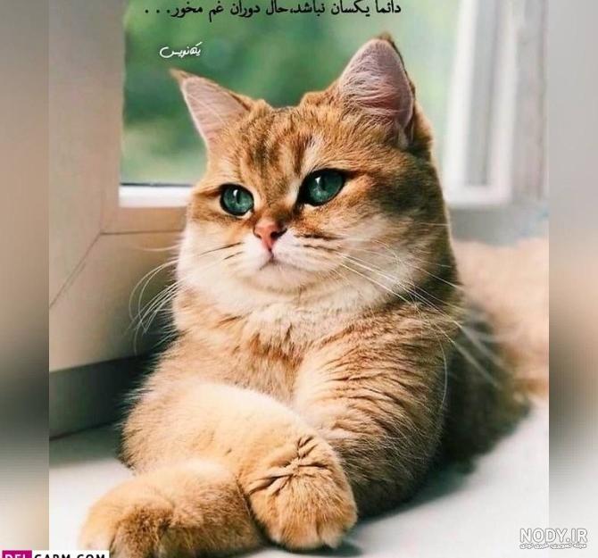 عکس های گربه / بهترین تصاویر گربه [پیشنهادی] | تاوعکس