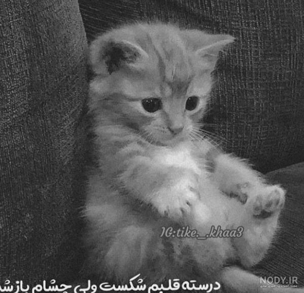 عکس گربه غمگین بدون متن