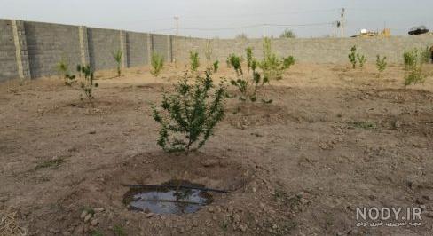 فروش زمین چهار دیواری با نهال فروش زمین چهار دیواری با نهال