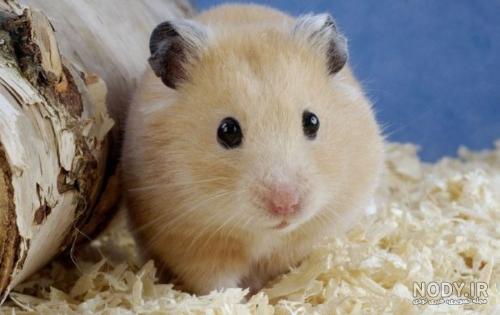 لیست انواع همستر با قیمت روز و راهنمای نگهداری - Happypet لیست انواع همستر با قیمت روز و راهنمای نگهداری - Happypet