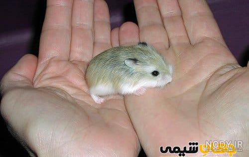 لیست انواع همستر با قیمت روز و راهنمای نگهداری - Happypet لیست انواع همستر با قیمت روز و راهنمای نگهداری - Happypet