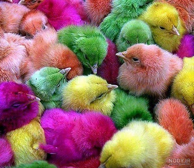مجموعه عکس لباس های بچه گانه کره ای (جدید)