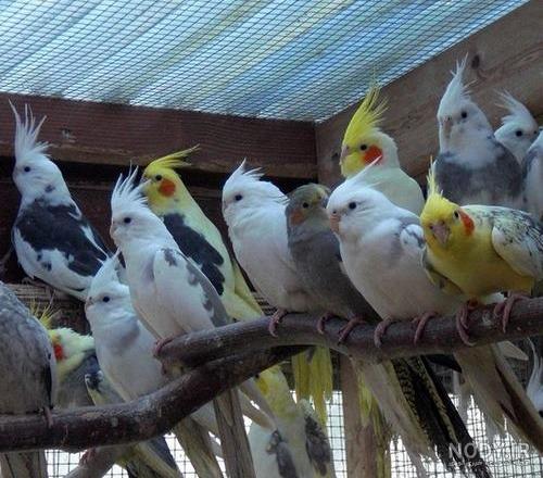 مقایسه عروس هلندی با کاسکو از نظر قیمت و شرایط نگهداری آن ها ... مقایسه عروس هلندی با کاسکو از نظر قیمت و شرایط نگهداری آن ها ...
