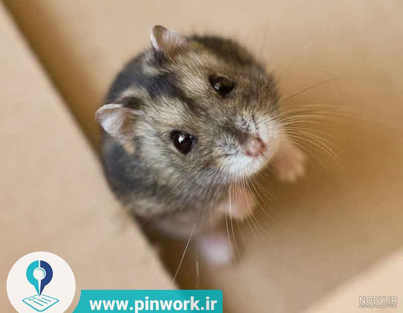 نژاد های همستر همه ی نژاد ها جونده بازار تخصصی ترین سایت همستر جونده نژاد های همستر همه ی نژاد ها جونده بازار تخصصی ترین سایت همستر جونده