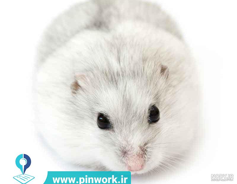 نژاد های همستر همه ی نژاد ها جونده بازار تخصصی ترین سایت همستر جونده نژاد های همستر همه ی نژاد ها جونده بازار تخصصی ترین سایت همستر جونده