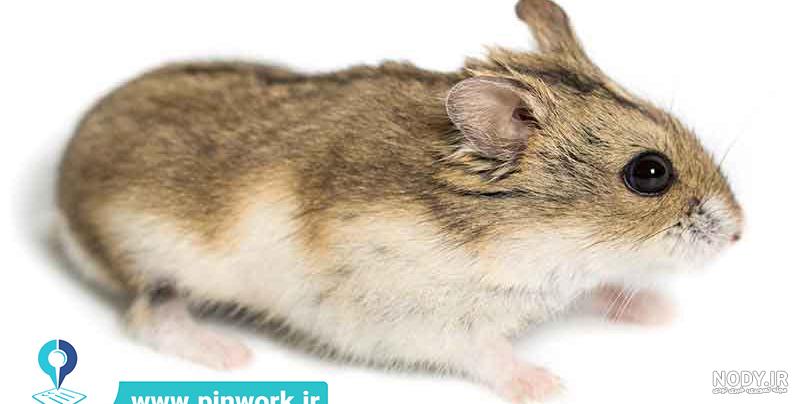نژاد های همستر همه ی نژاد ها جونده بازار تخصصی ترین سایت همستر جونده نژاد های همستر همه ی نژاد ها جونده بازار تخصصی ترین سایت همستر جونده