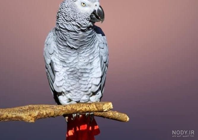 ویژگی های طوطی کاسکو و نگهداری آن ، ایران مشاغل ویژگی های طوطی کاسکو و نگهداری آن ، ایران مشاغل