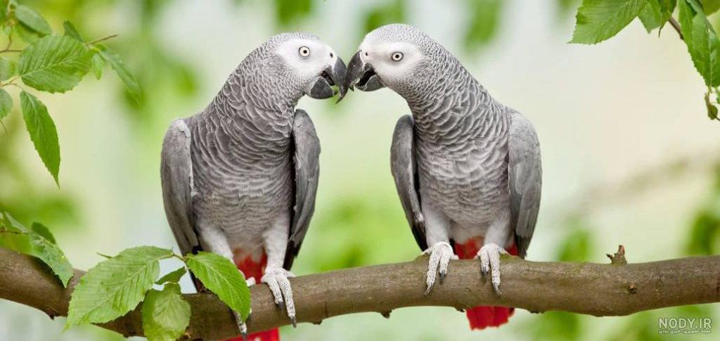 ویژگی های طوطی کاسکو و نگهداری آن ، ایران مشاغل ویژگی های طوطی کاسکو و نگهداری آن ، ایران مشاغل
